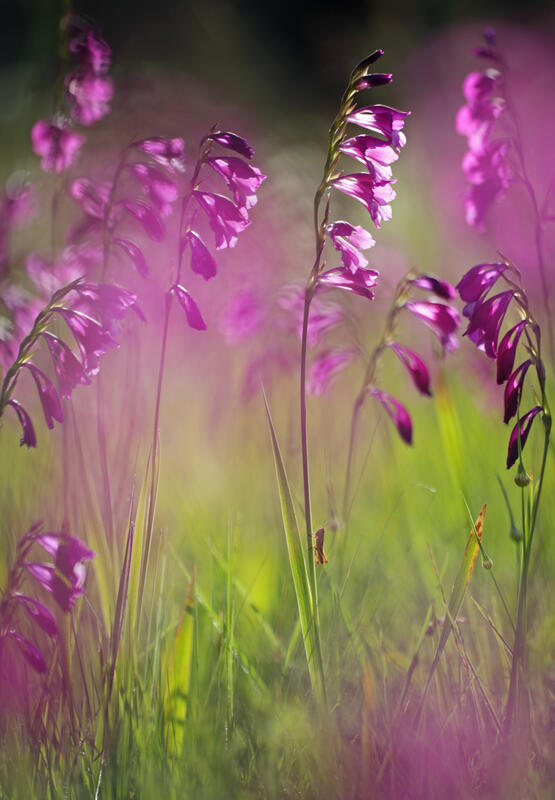 Gladiolus palustris