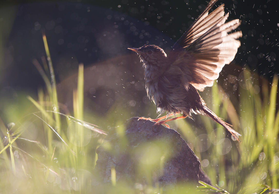 Nightingale 