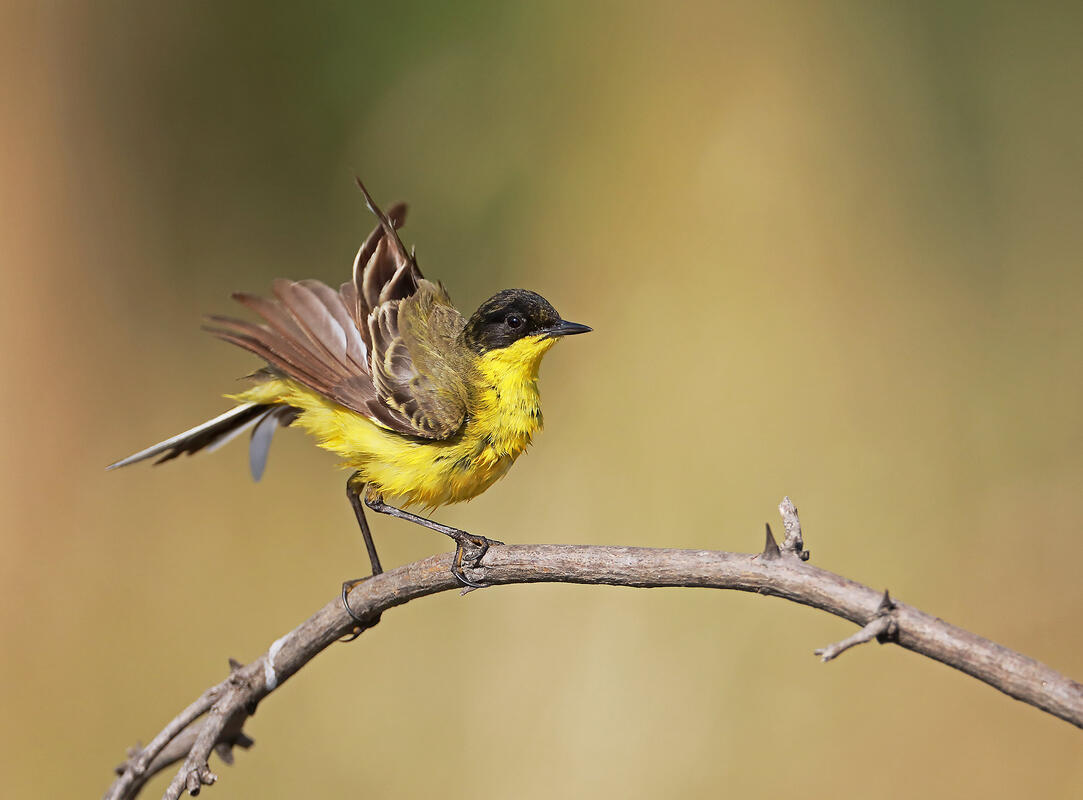Yellow Wagtail