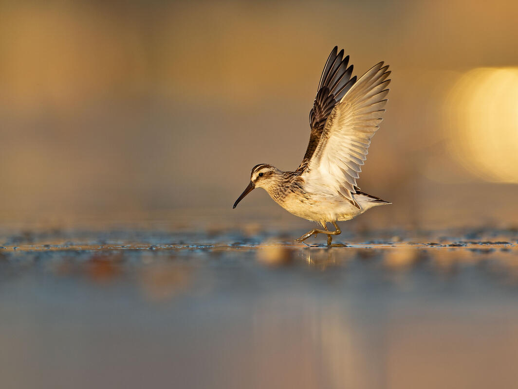 broad-billed sandpiper
