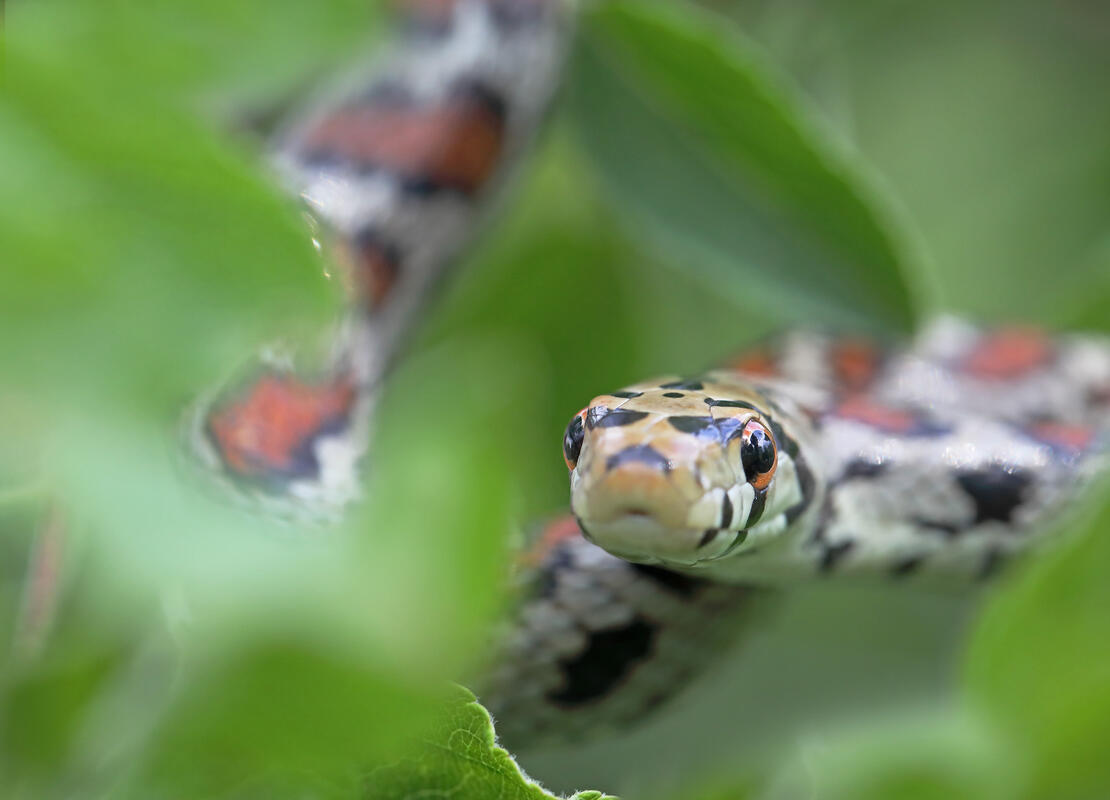 European ratsnake/Zamenis situla/