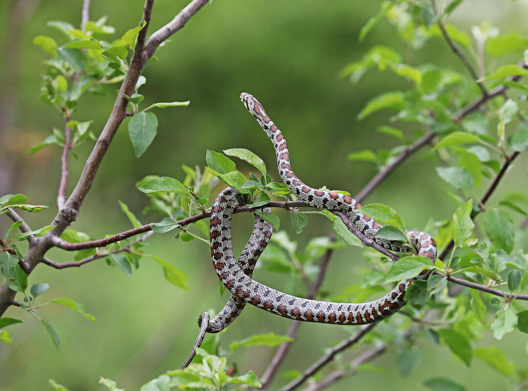 European ratsnake/Zamenis situla/
