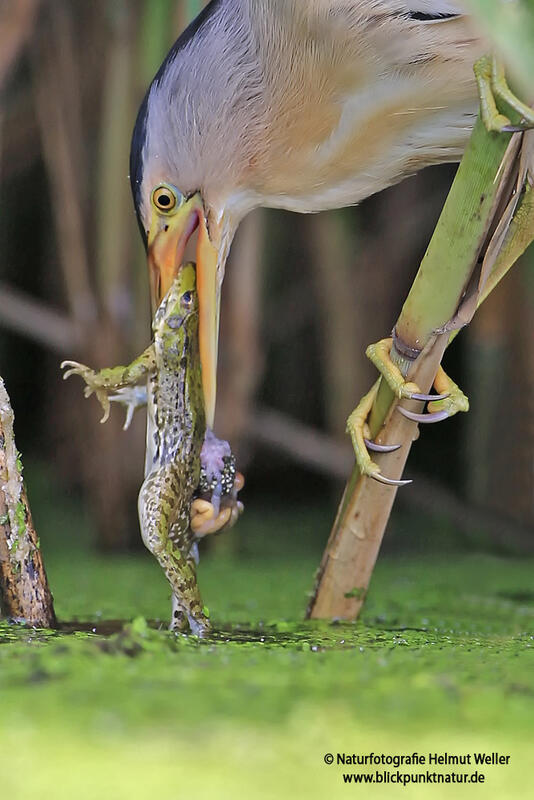 Helmut Weller,  little bittern  /Ixobrychus minutus/