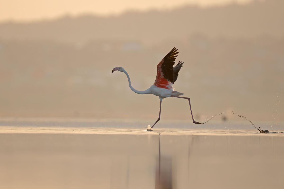 great flamingo