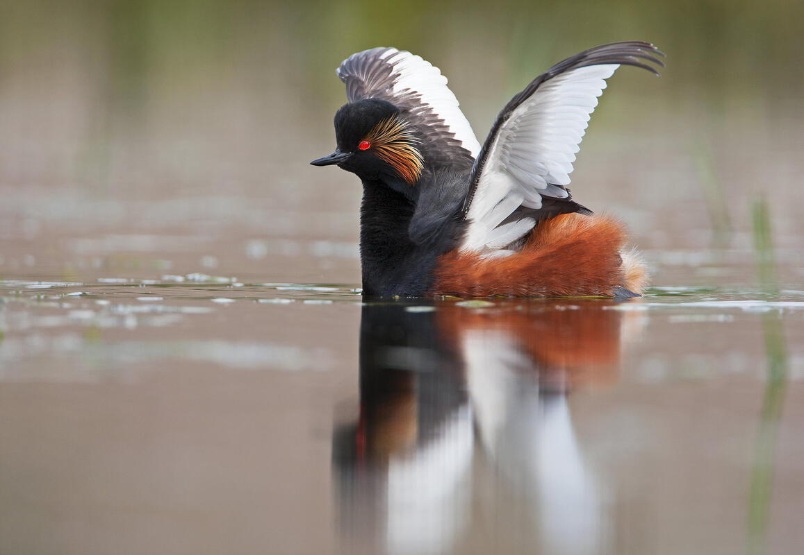 Black-necked Grebe /Podiceps nigricollis /