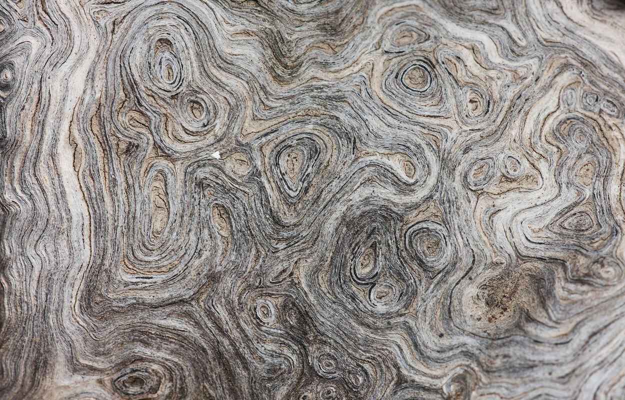 SHAPE