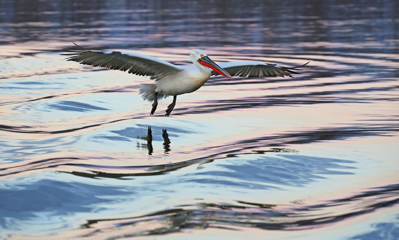 Dalmatian pelican,  Lake Kerkini