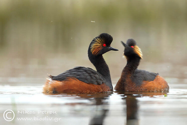Nikos Petrou, Black-necked Grebe 