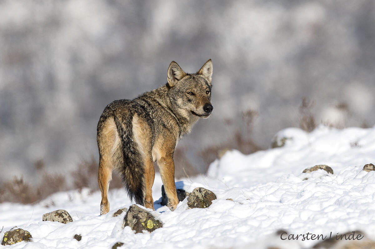 Carsten Linde, Wolf Canis lupus lupus/
