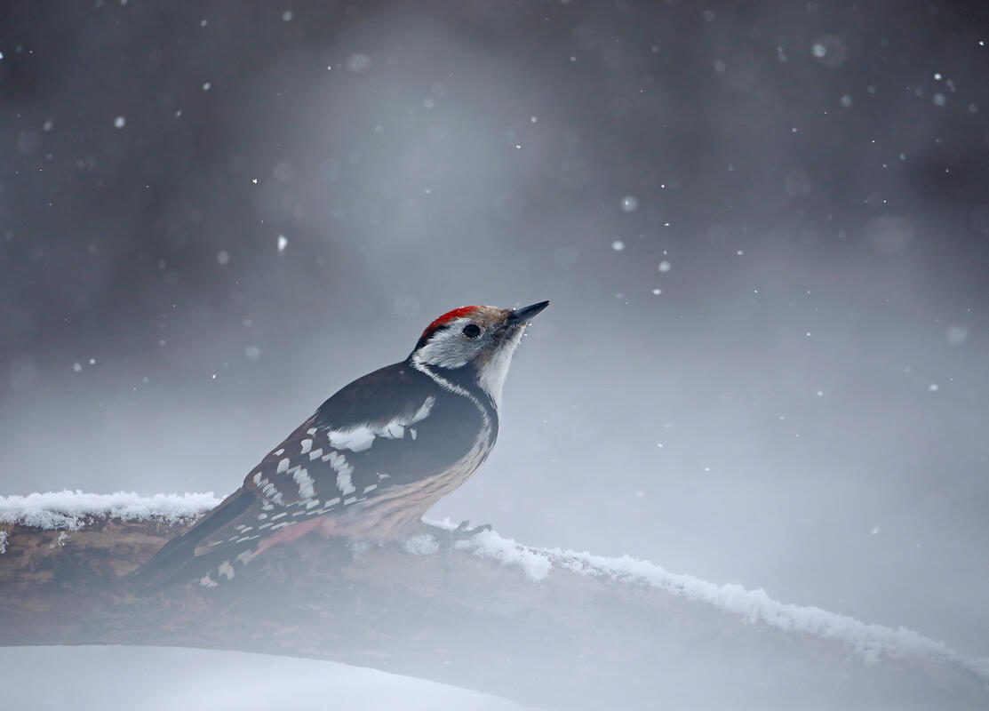 Middle spotted woodpecker
