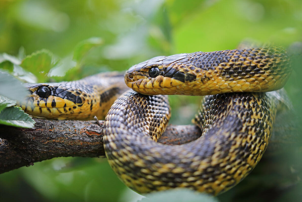 Blotched Snake /Elaphe sauromates/