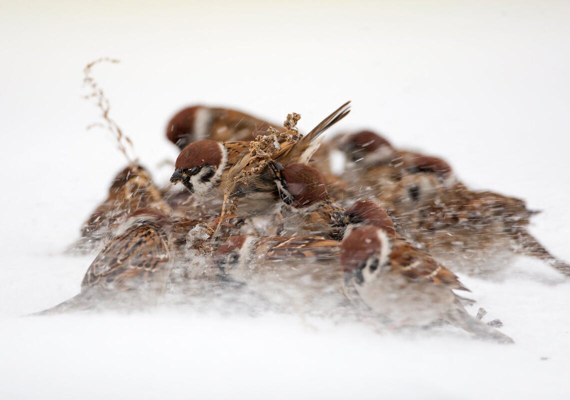 Tree Sparrow /Passer montanus/