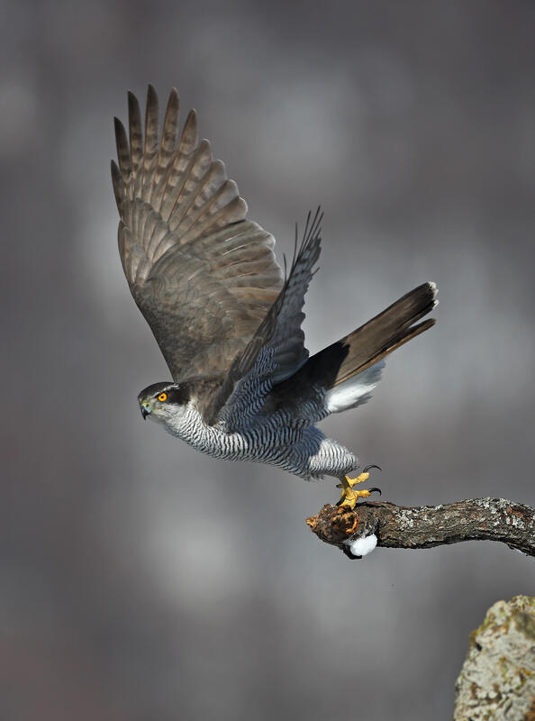 Goshawk /Accipiter gentilis/