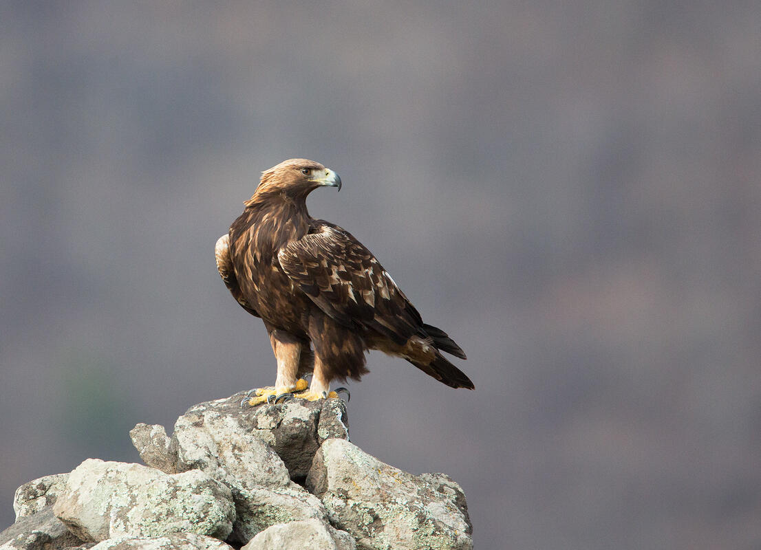 Golden Eagle