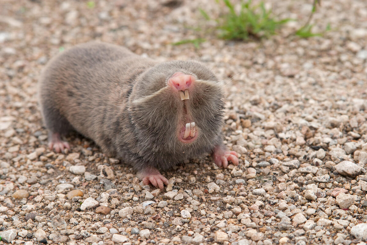 Lesser Mole-rat /Nanospalax leucodon/