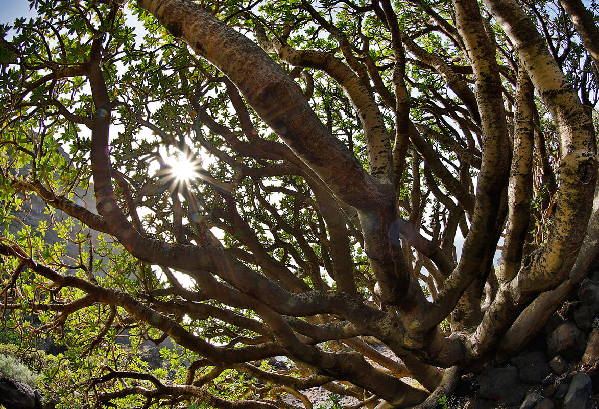 Euphorbia balsamifera 