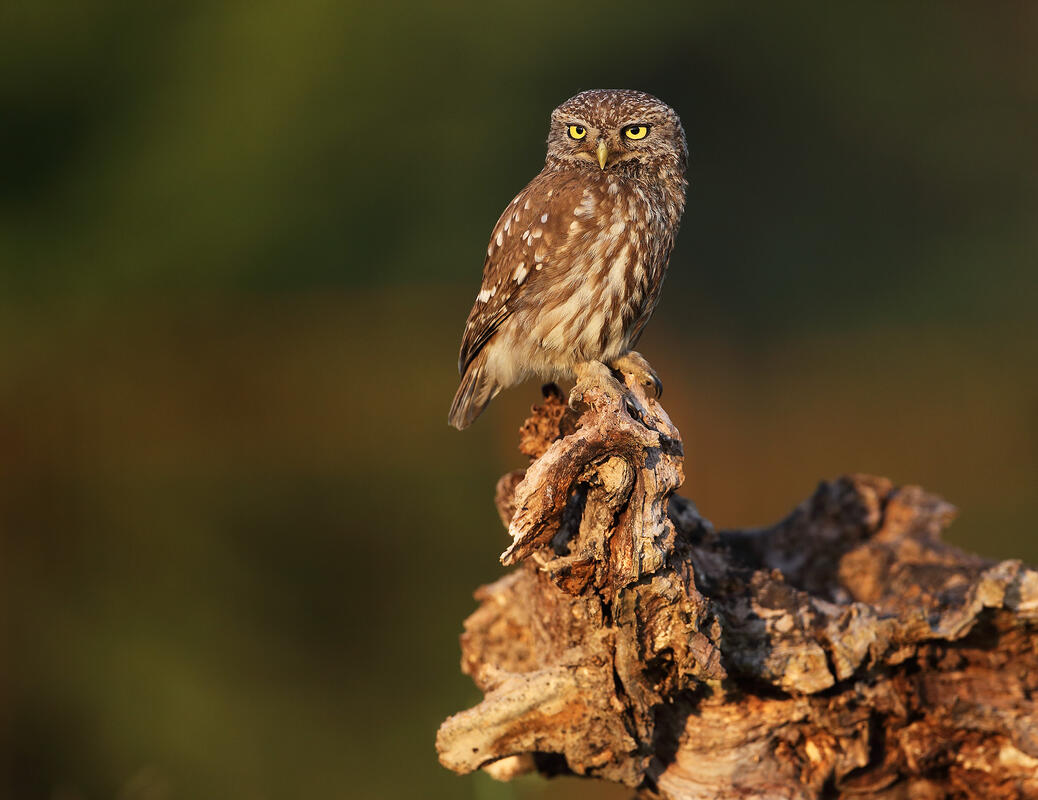 Little owl /Athene noctua