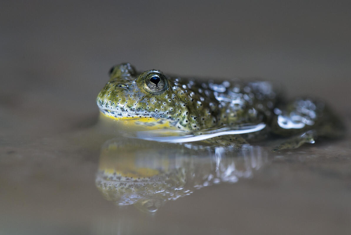 Yellow-bellied Toad /Bombina variegata/