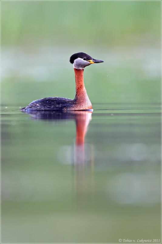 Tobias v. Lukowicz,Red-Necked Grebe /Podiceps grisegena / 