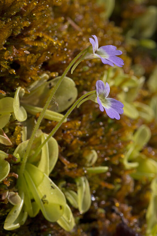 Pinguicula hirtiflora