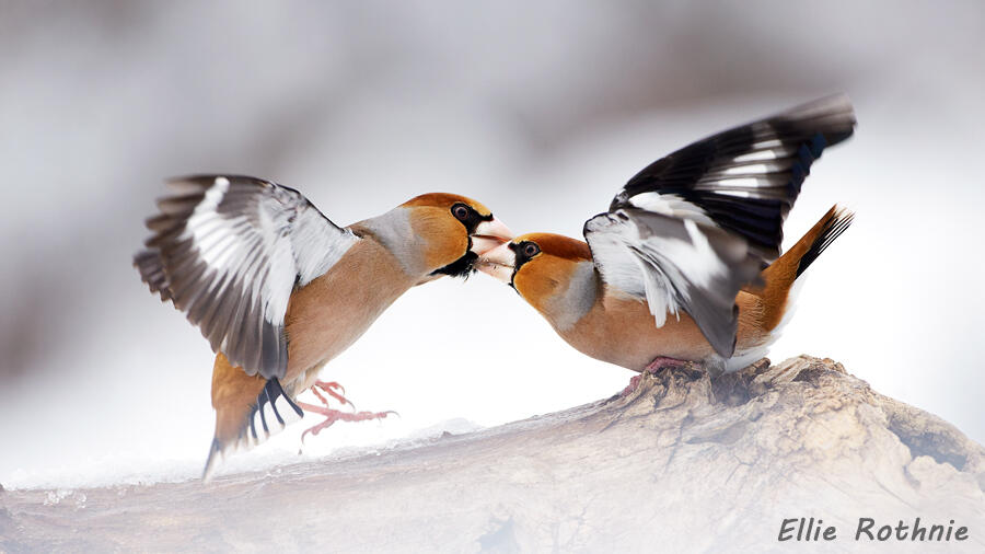 Ellie Rothnie, Hawfinch