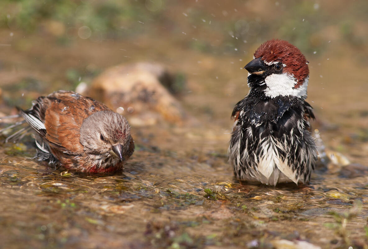Spanish Sparrow and Linnet