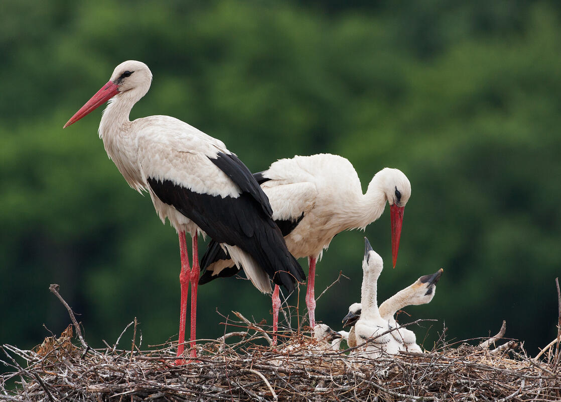 White stork /Ciconia ciconia/