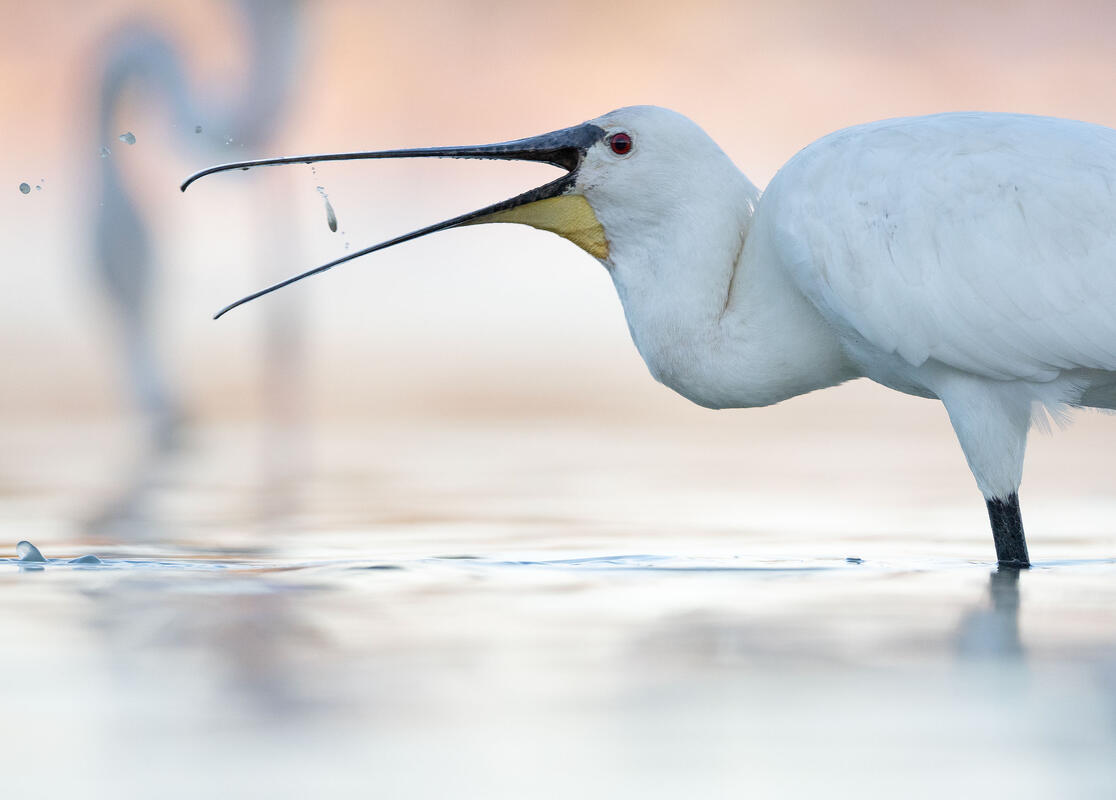 Eurasian spoonbill 