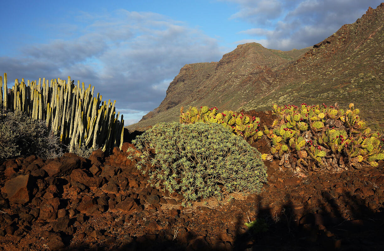 Tenerife
