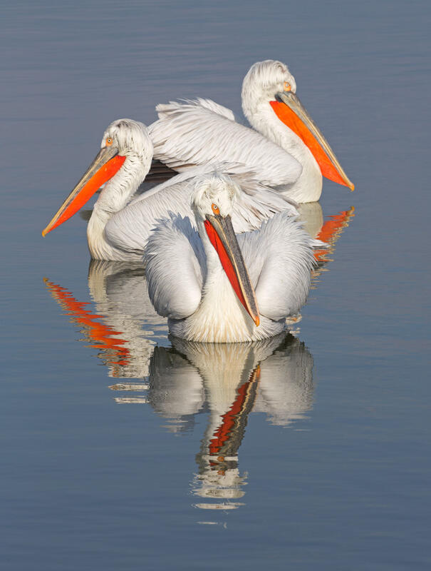 Dalmatian Pelicans / Pelicanus crispus/