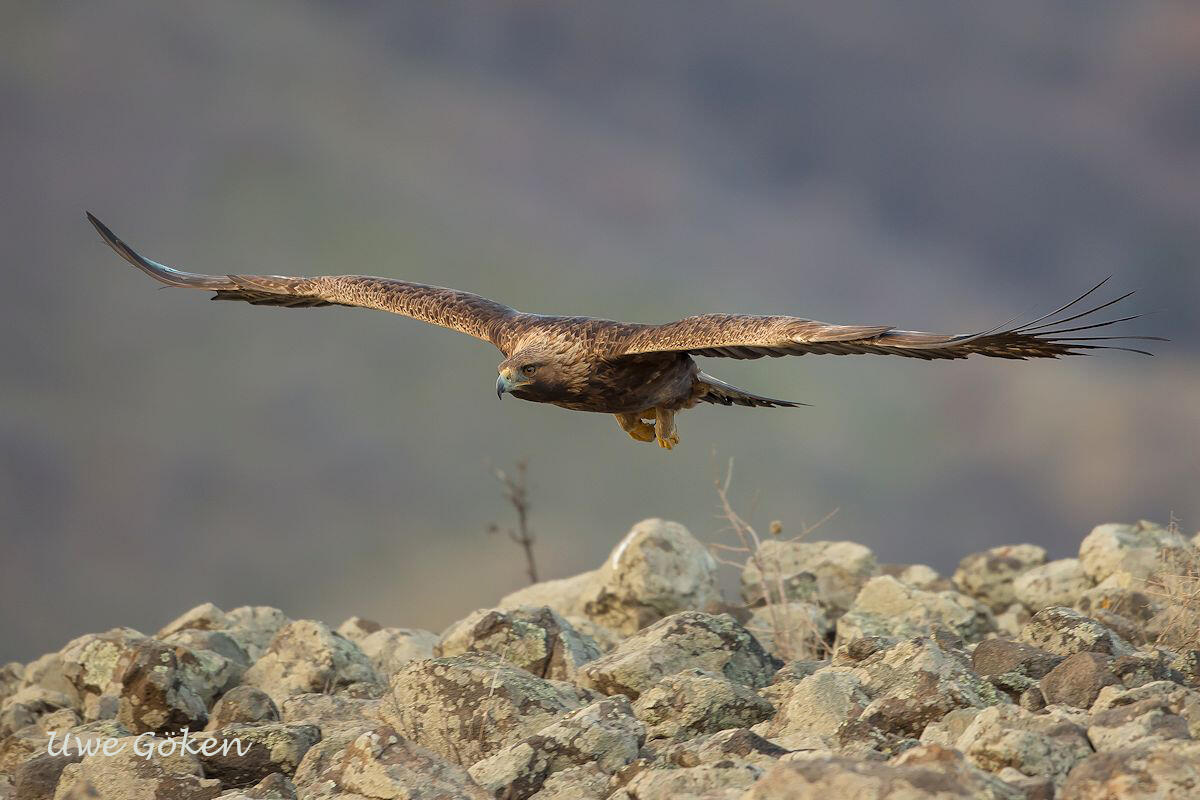 Uwe Göken, Golden eagle