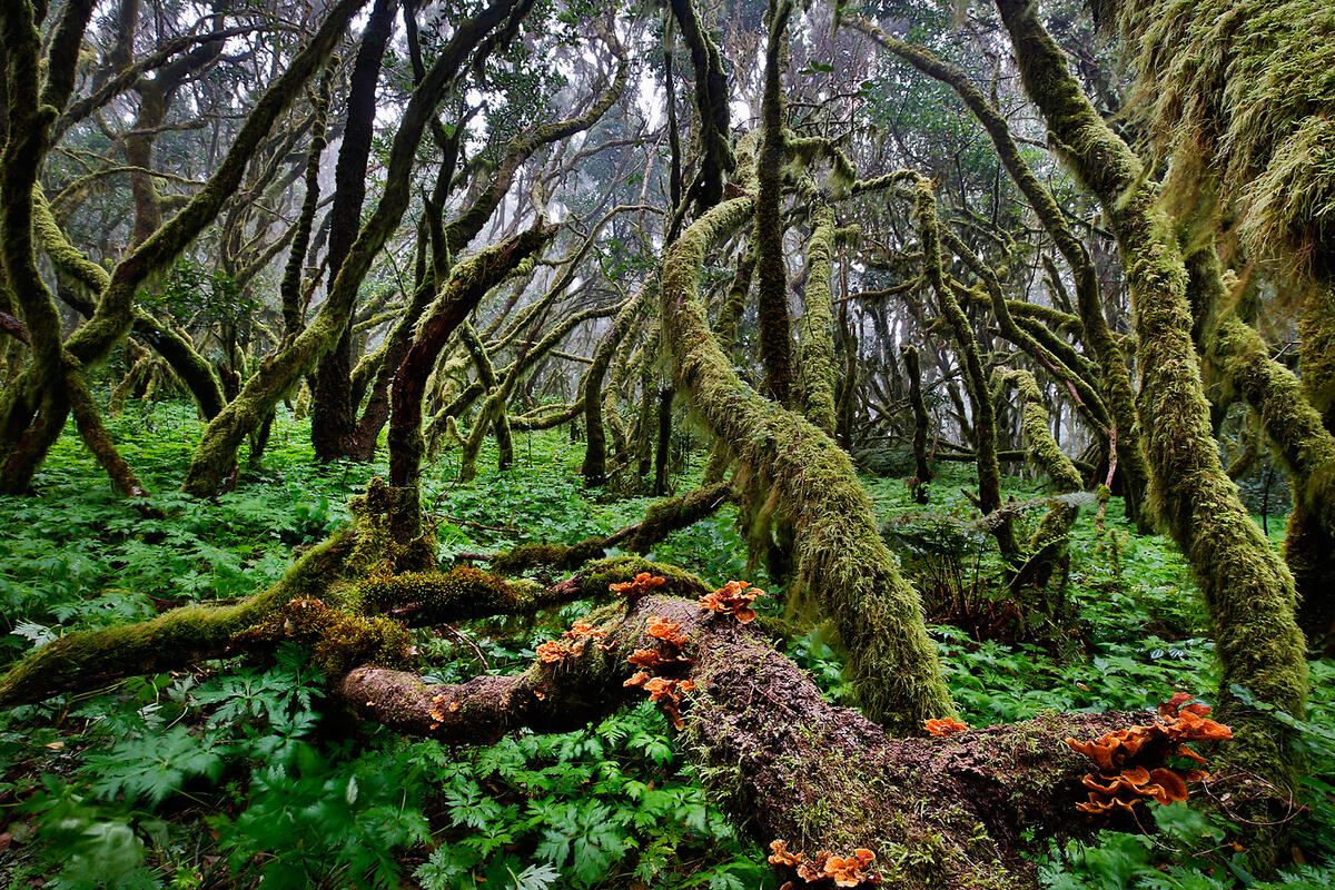 Gomera