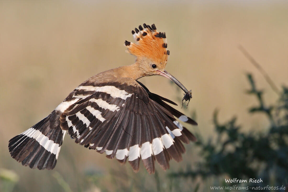 Wolfram Riech, Hoopoe /Upupa epops/