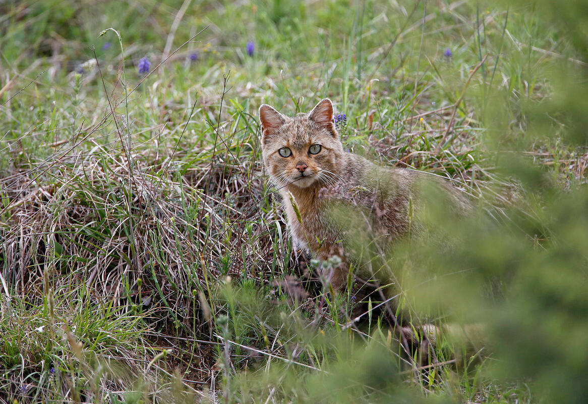 European wildcat /Felis silvestris/
