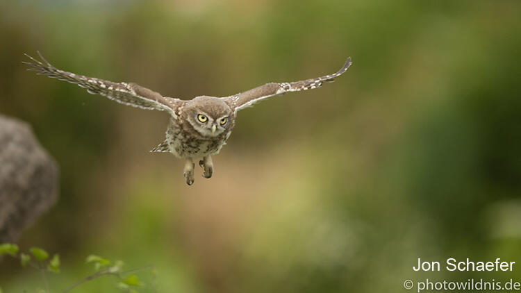 Jon Schaefer, Little Owl 