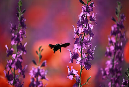 Bee Carpenter /Xylocopa Valga/