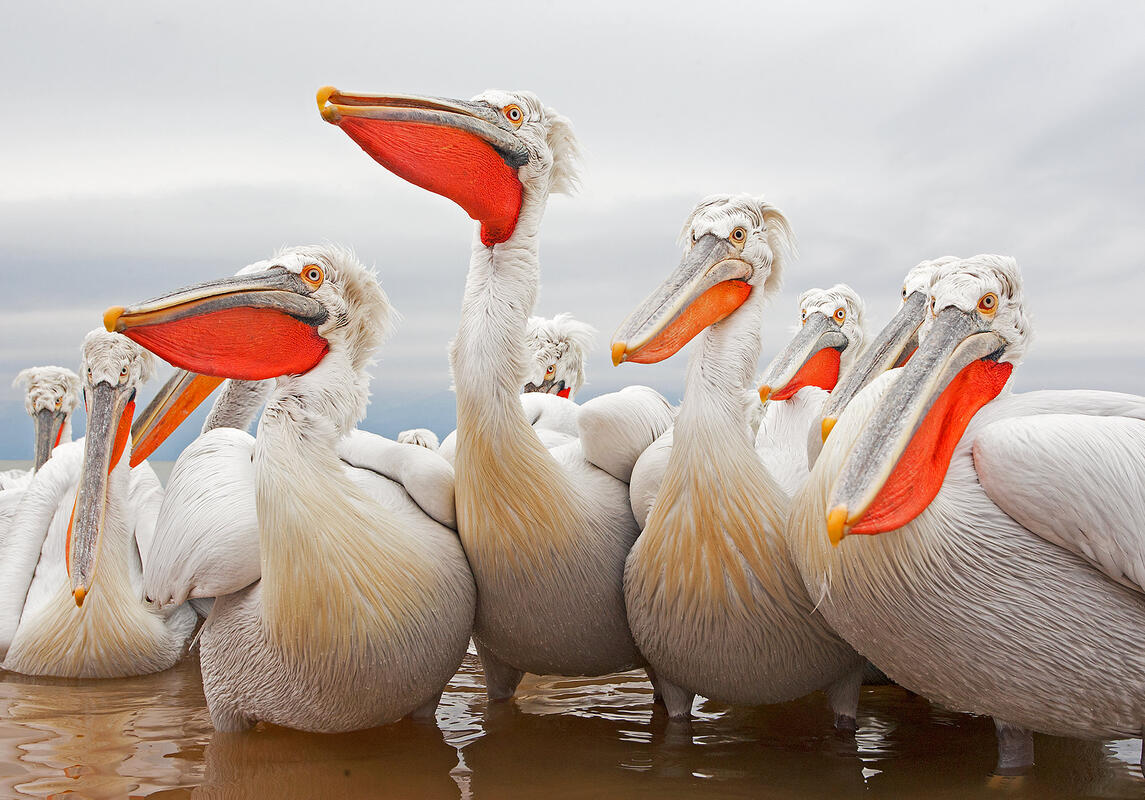 pelicans, pelicans