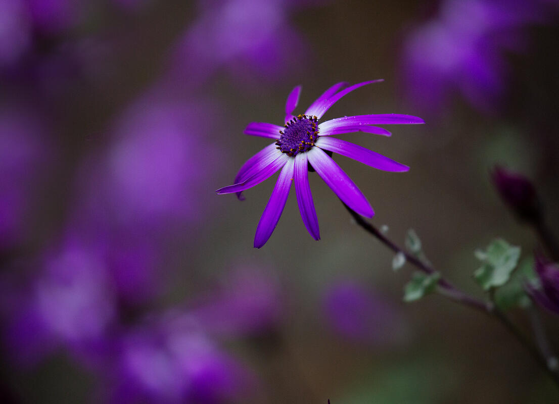 Tenerife