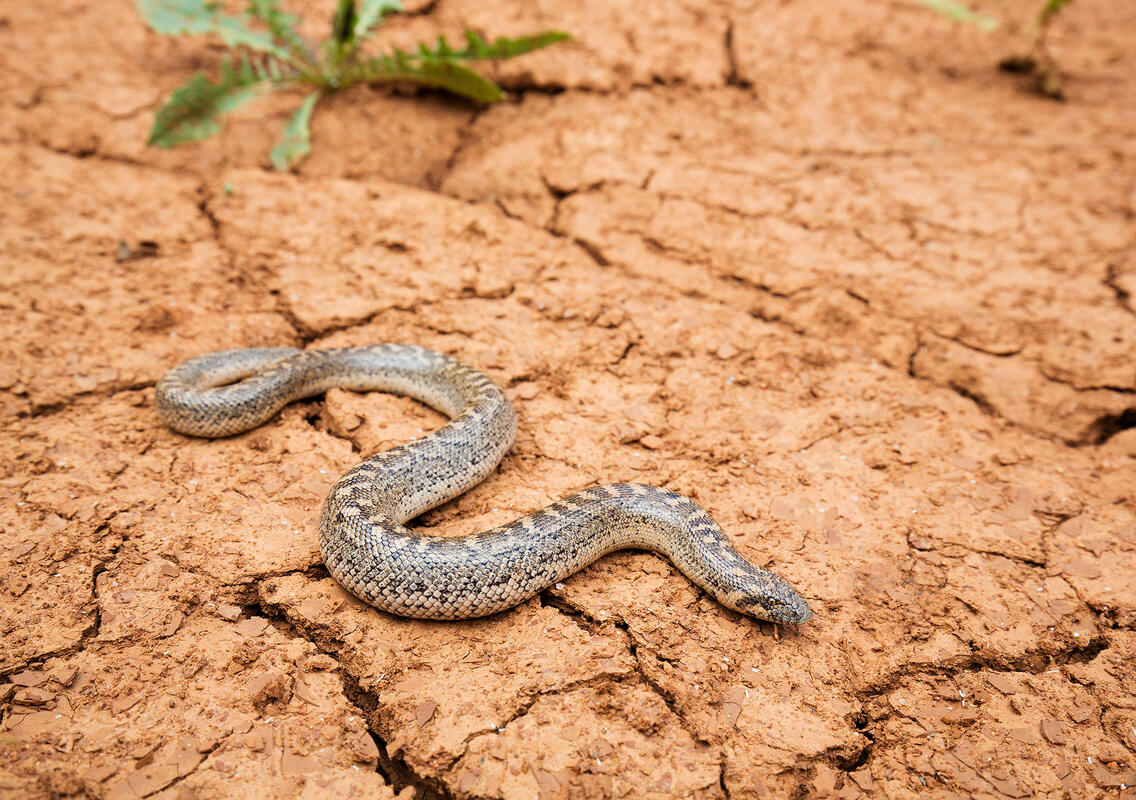 Javelin sand boa,  Eryx jaculus