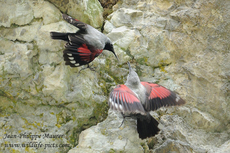 Jean-Philippe Maurer , Wallcreeper /Tichodroma muraria/