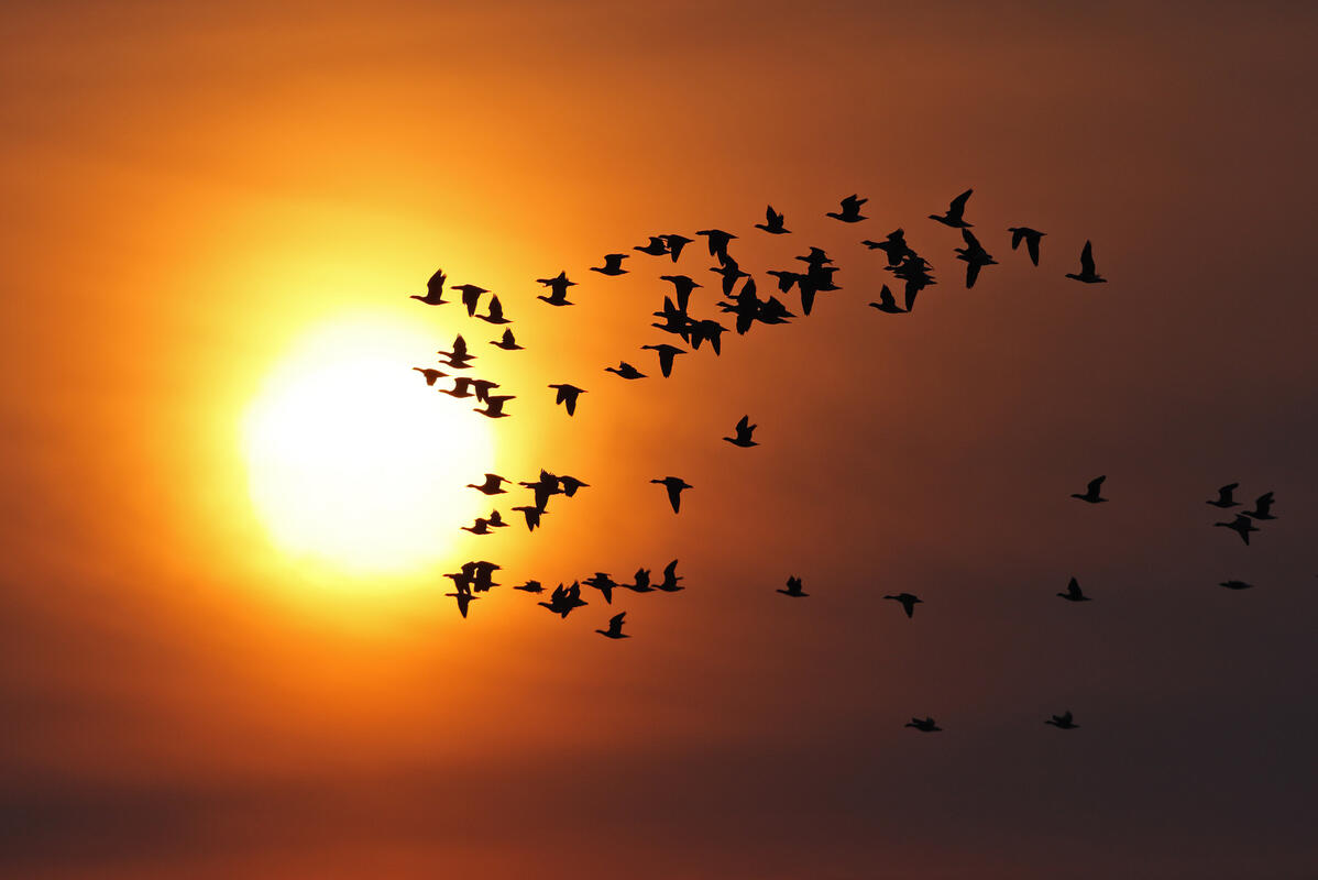 Geese in sunset