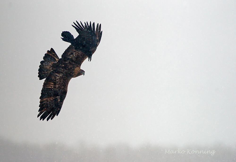 Marko Koenig, Golden Eagle and Raven
