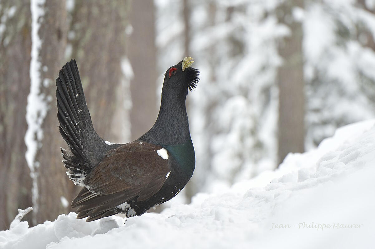 Jean-Philippe Maurer , Capercaillie, Rila Moutain