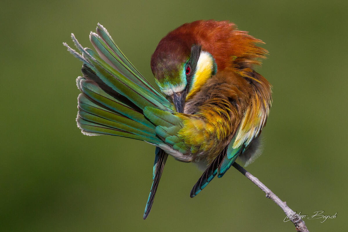 Christian Brysch, Bee-eater