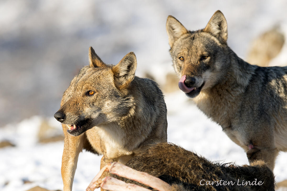 Carsten Linde, Wolf Canis lupus lupus/
