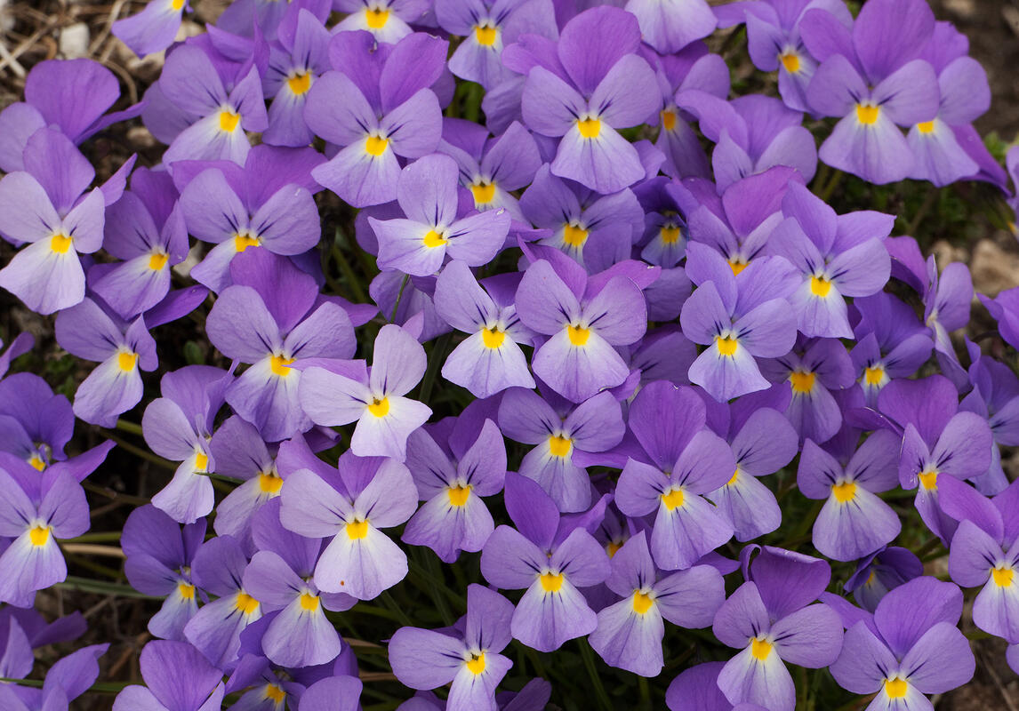 Viola grisebachiana Vis.