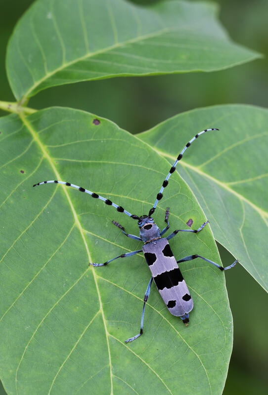 Rosalia alpina