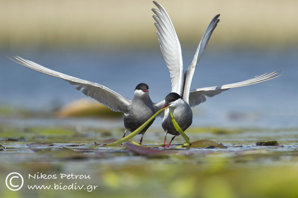 Common Buzard, Whiskered Tern /Chlidonias hybrida/