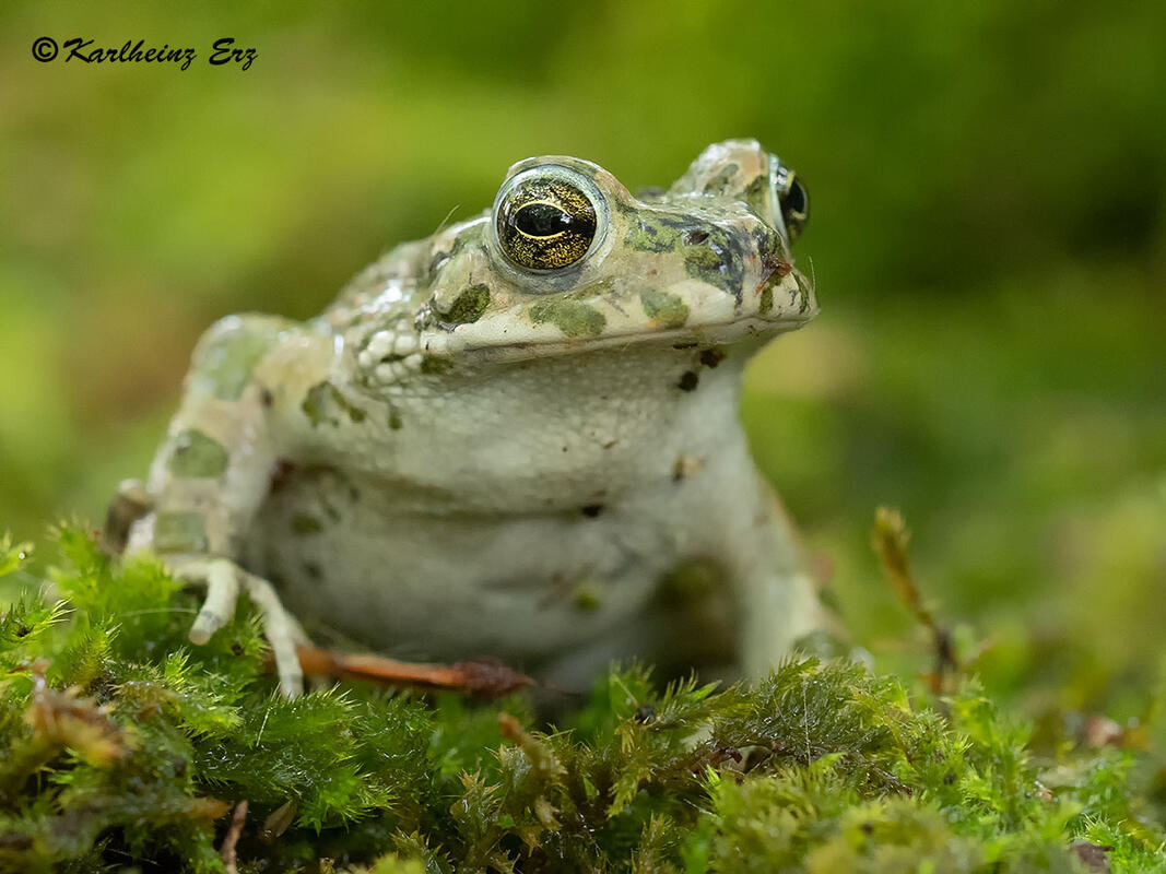Carlheinz Erz, European green toad /Bufotes viridis/