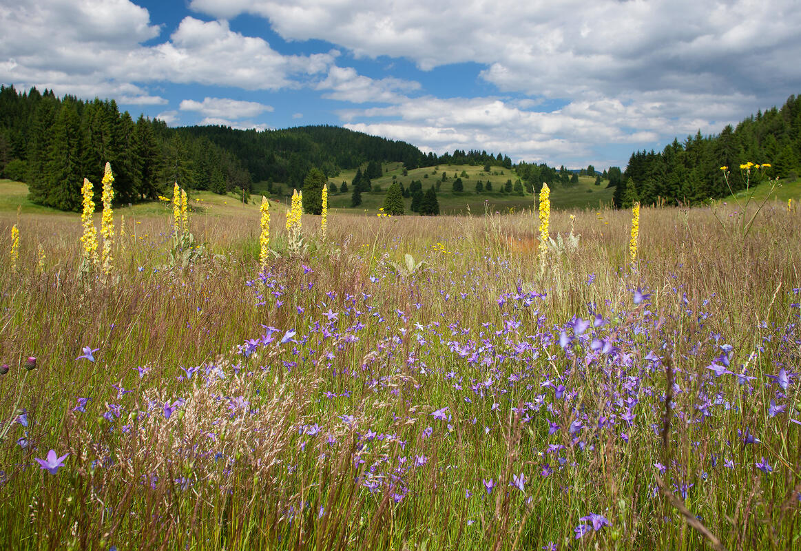 meadow in Rojen, Rodopi